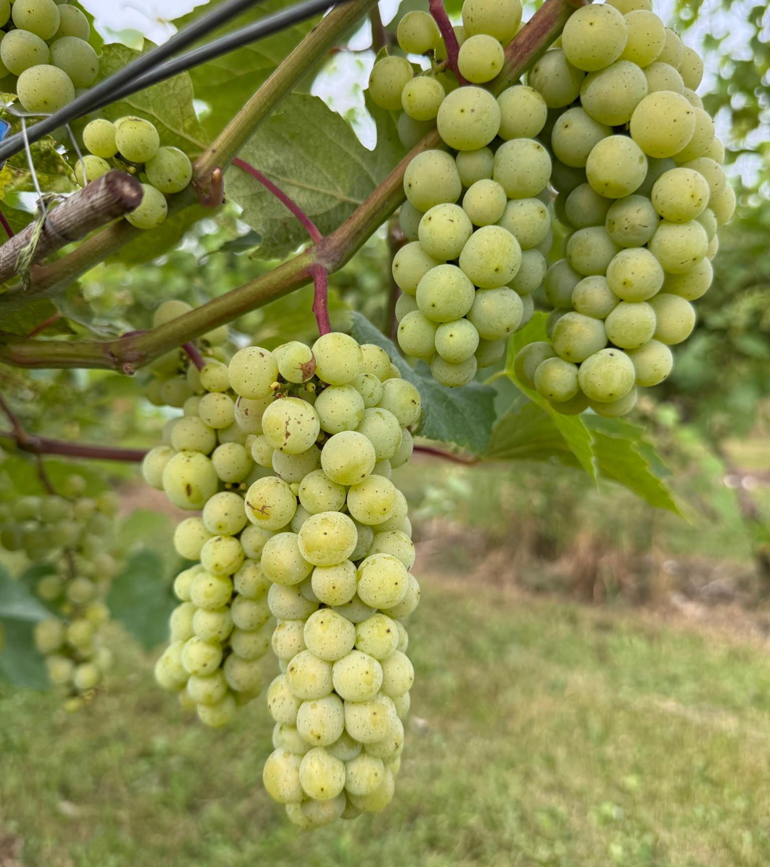 Prairie Star grapes hanging from a vine.
